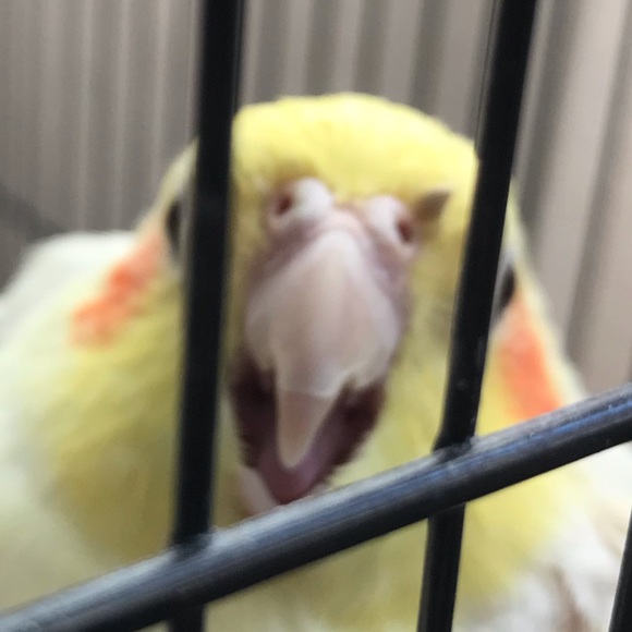 sammyrhebird